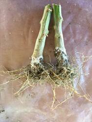 Photo 4.  Roots and base of the stem of capsicum plants attacked and destroyed by southern blight, Athelia rolfsii.