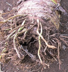 Photo 6. Roots of Alocasia attacked and killed by Athelia rolfsii causing the plant to fall over.
