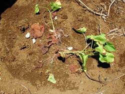 Photo 2. Wilt of sweetpotato cutting soon after planting caused by Athelia rolfsii.