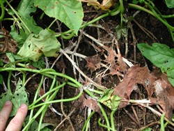 Photo 5. Cottony growth of Athelia rolfsii on mature vines of sweetpotato.