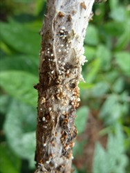 Photo 3. Cottony growth of Athelia rolfsii on a peanut stem, with many light brown mature sclerotia, and others developing.