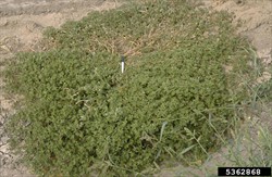 Photo 1. Creeping single plant, pigweed, Portulaca oleracea.