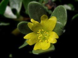 Photo 3. Flower, pigweed, Portulaca oleracea.