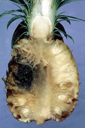 Photo 2. Black rot of pineapple, Ceratocystis paradoxa.