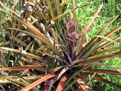 Photo 2. Plants showing pink, rolled, leaves typical of pineapple mealybug wilt disease. The ""wilt" symptoms are due to root decay, caused by virus infection.