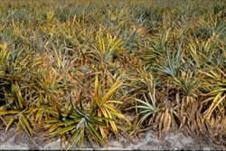 Photo 4. Many plants with severe symptoms of pineapple mealybug wilt disease.