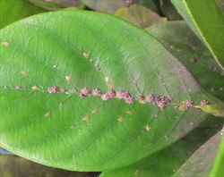 Photo 1. Adult pink wax scales, Ceroplastes rubens, along the midrib of a gardenia leaf.