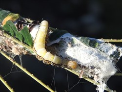 Photo 4. Mature caterpillar of the poinciana looper, Perimcyma cruegeri, showing green head, the white back and the silken threads of the cocoon.