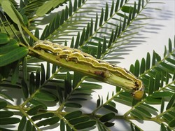 Photo 1. Mature caterpillar of the poinciana looper, Perimcyma cruegeri, showing the green head, the lines along the side.