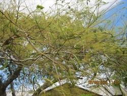 Photo 5. Defoliation of Delonix regia caused by caterpillars of the poinciana looper, Perimcyma cruegeri.