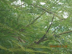 Photo 6. Closer view of defoliation of Delonix regia caused by caterpillars of the poinciana looper, Perimcyma cruegeri. Many of the leaves have been completely stripped by the caterpillars.
