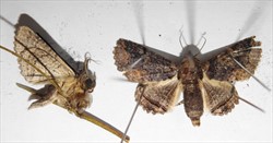 Photo 9. Adult, poinciana looper moths, Pericyma cruegeri, side and top views.