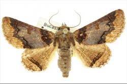Photo 8. Adult, poinciana looper moth, Pericyma cruegeri.