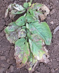 Photo 4. Top surface of Photo 1 showing the damage to the leaf caused by the 28-spot potato ladybird beetle, Epilachna vigintioctopunctata. Leaf miner symptoms are also present.