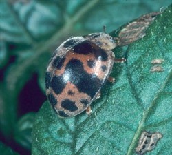 Photo 1. Adult 28-spotted ladybird beetle, Epilachna vigintioctopunctata