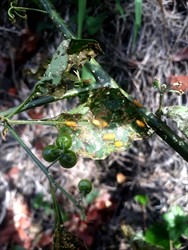 Photo 7. Larvae of 28-spot potato ladybird beetle, Epilachna vigintioctopunctata, on a nightshade weed.