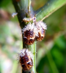 Photo 8. Pupae of 28-spotted ladybird beetle, Epilachna vigintioctopunctata.