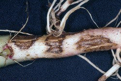 Photo 2. Close-up of underground stem of potato showing cankers caused by black scurf, Rhizoctonia solani.