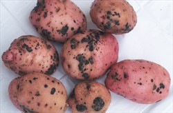 Photo 3. Black scurf, the name given to the appearance of potato tubers when sclerotia of Rhizoctonia solani form on the surface.