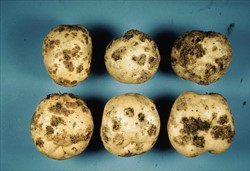 Photo 1. Common scab on potato, Streptomyces scabiei.
