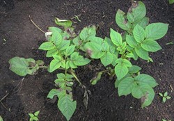Photo 1. Symptoms of late blight on potato, Phytophthora infestans.