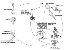 Diagram. Life cycle of late blight, Phytophthora infestans.