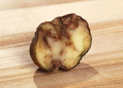 Photo 3. Brownish-reddish rots in a potato tuber caused by late blight, Phytphthora infestans.