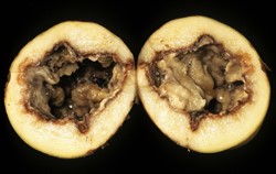 Photo 1. Bacterial soft rot of potato, caused by Pectobacterium carotovora subsp. carotovora.