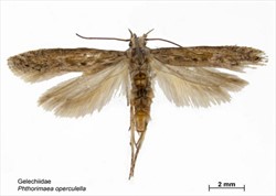 Photo 5. Potato tuber moth adult, Phthorimaea operculella.