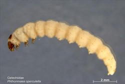 Photo 4. Larva of the potato tuber moth, Phthorimaea operculella.