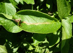 Photo 1. Leaf mine of the potato tuber moth, Phthorimaea operculella.