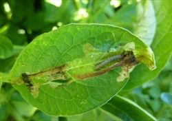 Photo 2. Photo 1. Leaf mine of the potato tuber moth, Phthorimaea operculella, with larva inside.