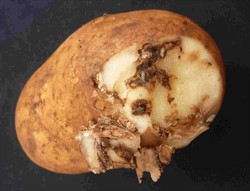 Photo 3. Tunnels in potato tuber caused by the larvae of the potato tuber moth, Phthorimaea operculella.
