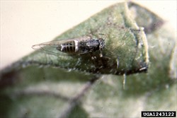 Photo 5. Adult psyllid, Bactericera cockerelli, showing the two bands across its body.