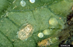 Photo 4. Nymphs of the psyllid, Bactericera cockerelli, showing the fringe of hairs around the edge of the body.