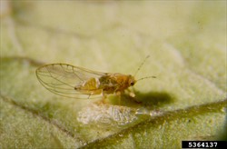Photo 6. Adult psyllid, Bactericera cockerelli, with wings held at about 45 degrees over the body.