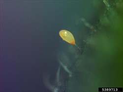 Photo 3. Egg of the psyllid, Bactericera cockerelli, yellow-orange and on a stalk.