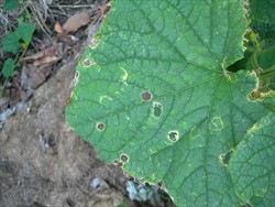 Photo 5. Discs cut from a cucumber leaf by the pumpkin beetle, Aulacophora sp