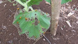 Photo 6. Several red pumpkin beetles, Aulacophora sp., feeding together on the same leaf.