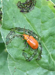 Photo 2. Red pumpkin beetle, Aulacophora sp., eating circles on a leaf.