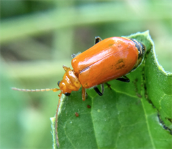 Photo 3. Red pumpkin beetle, Aulacophora sp., showing the groove on the thorax. Compare with Monolepta.