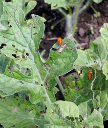 Photo 4. Red pumpkin beetles, Aulacophora sp., cutting leaf circles from watermelon.