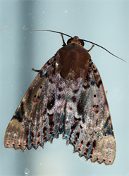 Photo 6. Adult ramie moth, Arcte coerula.