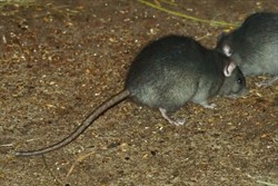 Photo 3. Black (or ship) rat, Rattus rattus.