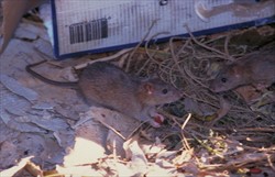 Photo 4. Brown rat, Rattus norvegicus.