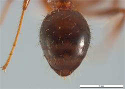 Photo 6. Gaster, 'makor' worker (soldier), red imported fire ant, Solenopsis invicta.