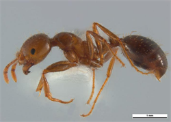 Photo 5. Side view, 'major' worker (soldier), red imported fire ant, Solenopsis invicta.