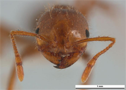 Photo 4. Front view, 'major' worker (soldier), red imported fire ant, Solenopsis invicta.