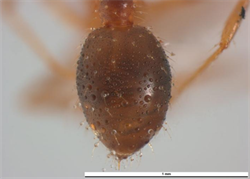 Photo 3. Gaster, 'minor' worker, red imported fire ant, Solenopsis invicta.