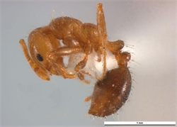 Photo 2. Side view, 'minor' worker, red imported fire ant, Solenopsis invicta.